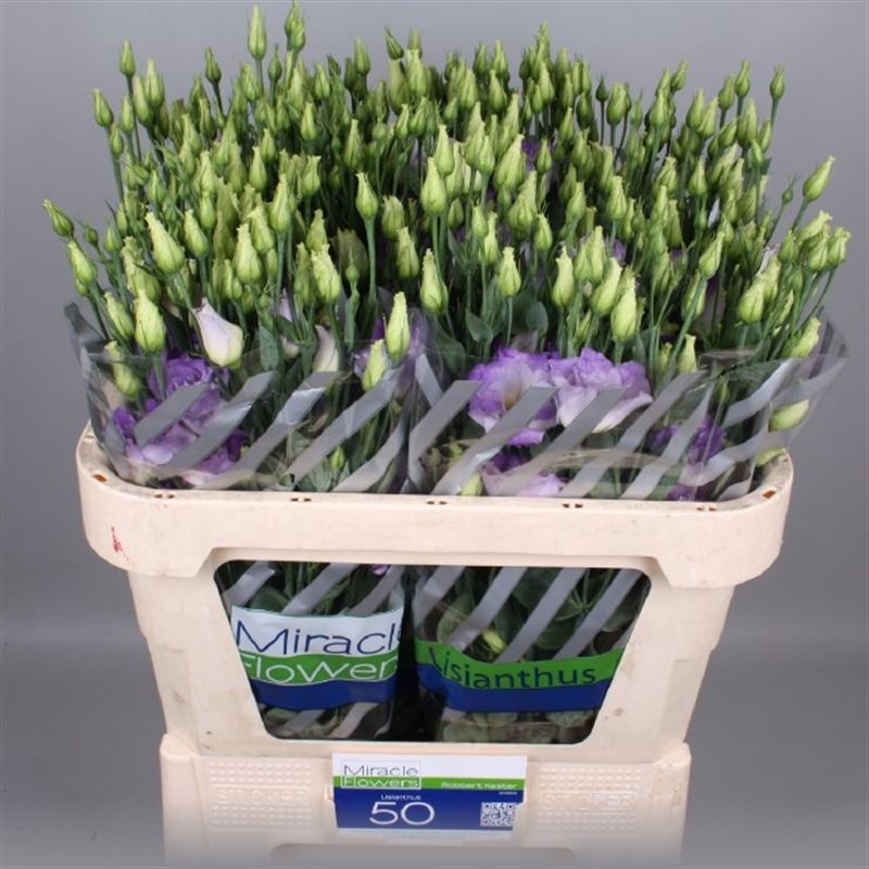 Eustoma en shalala blue (Эустома эн Шалала Блу) В75