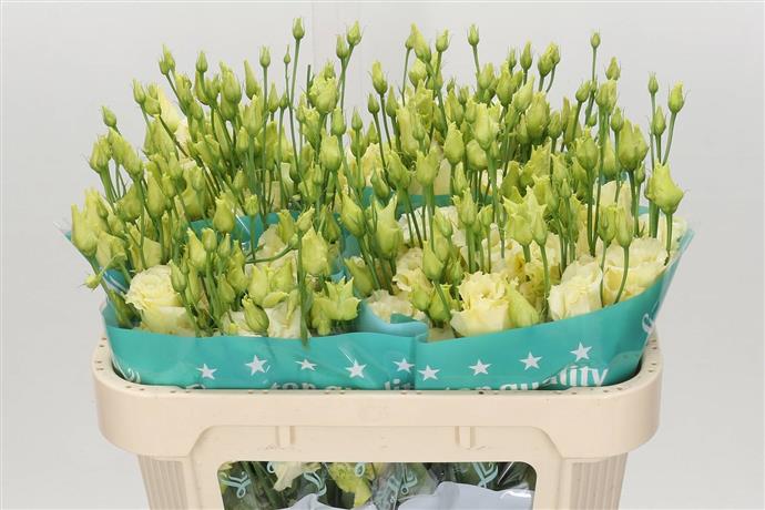 Eustoma En Piccolo Yellow (Эустома Эн Пикколо Еллоу) В75