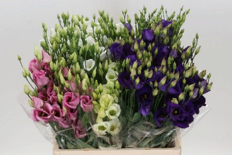 Eustoma MIX (Эустома Микс) В70