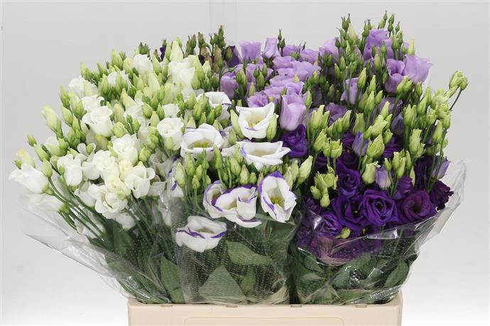 Eustoma Du Mixed (Эустома ду миксед) В60