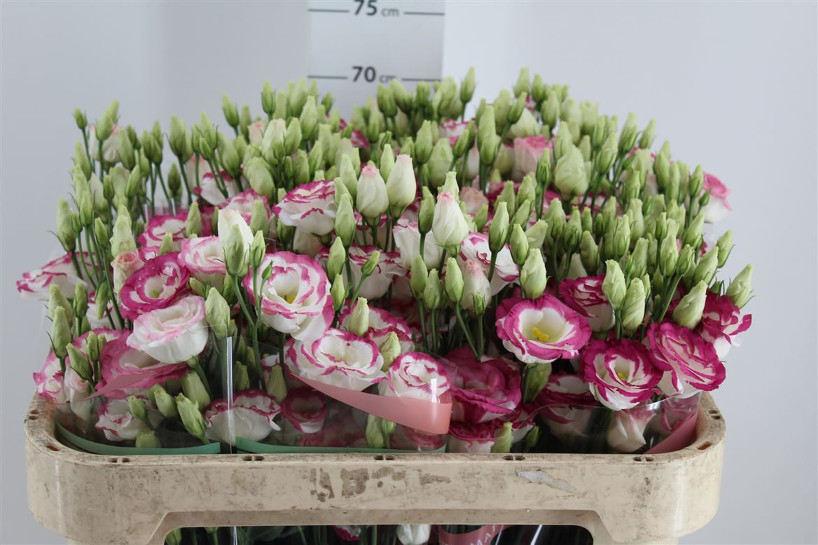Eustoma Du Hot Lips (Эустома ду Хот Липс) В72