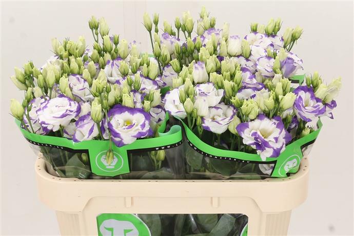 Eustoma En Blue White (Эустома Эн Блу Вайт) В75