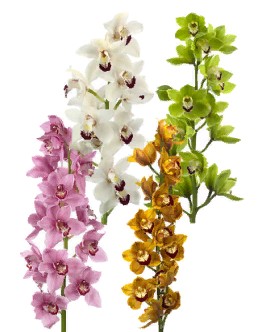Cymbidium mix (Орхидея микс) В100