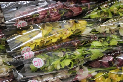 Cymbidium Mini Mixed (Орхидея Мини миксед ) В60