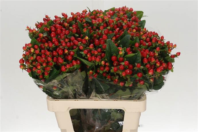 Hypericum Magical Triumph (Гиперикум Мэджикал Триумф) В60