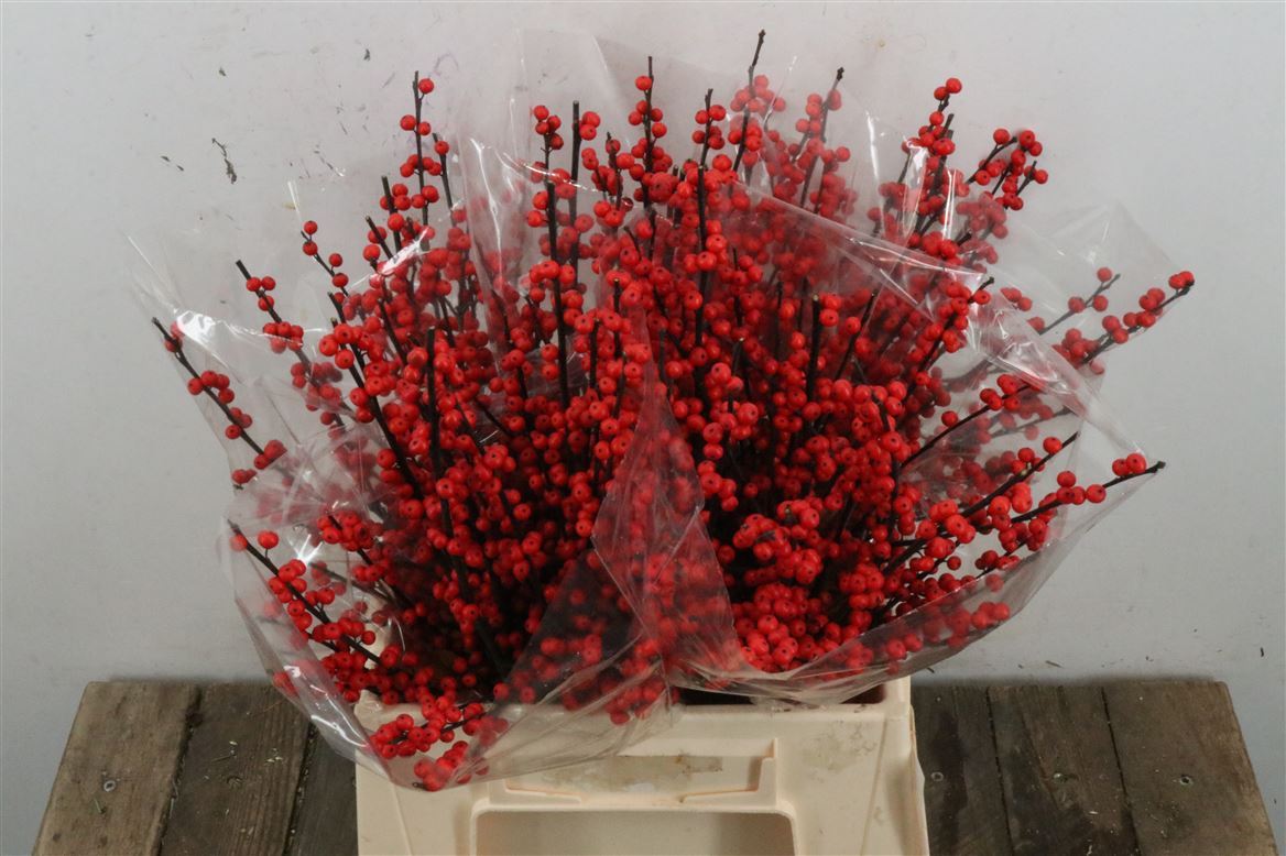 Ilex (Илекс) В70