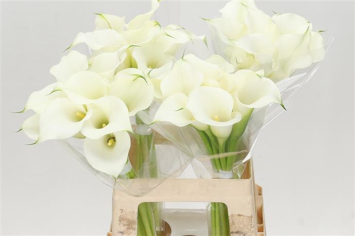 Zantedeschia Capt Ventura (Калла Капитан Вентура) В80