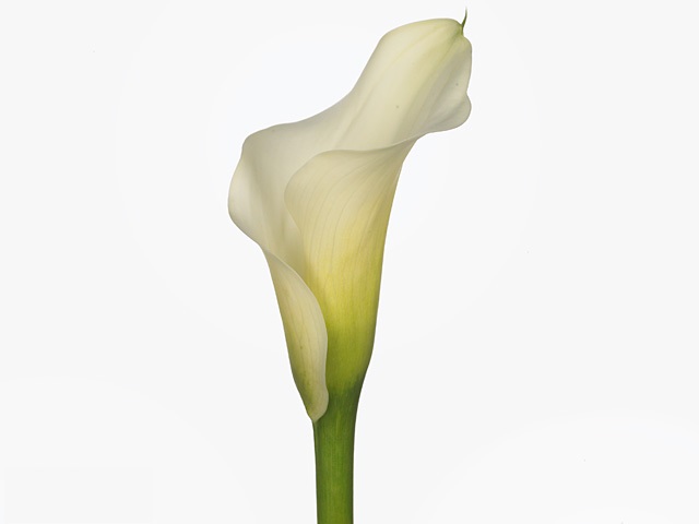 Zantedeschia ae cotopaxi ( Калла котопакси) В70