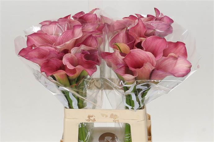 Zantedeschia Capt Romance (Калла Капитан Романс) В65