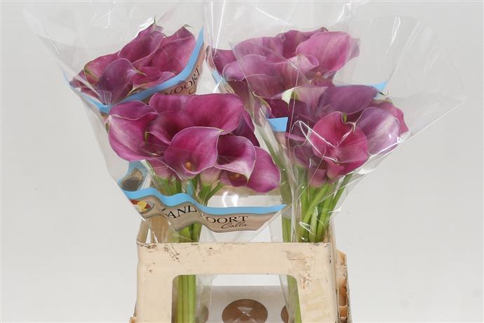 Zantedeschia Purple (Калла Перпл) В70
