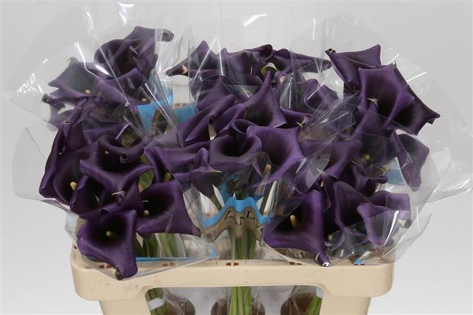 Zantedeschia Paco (Калла Пако) В40