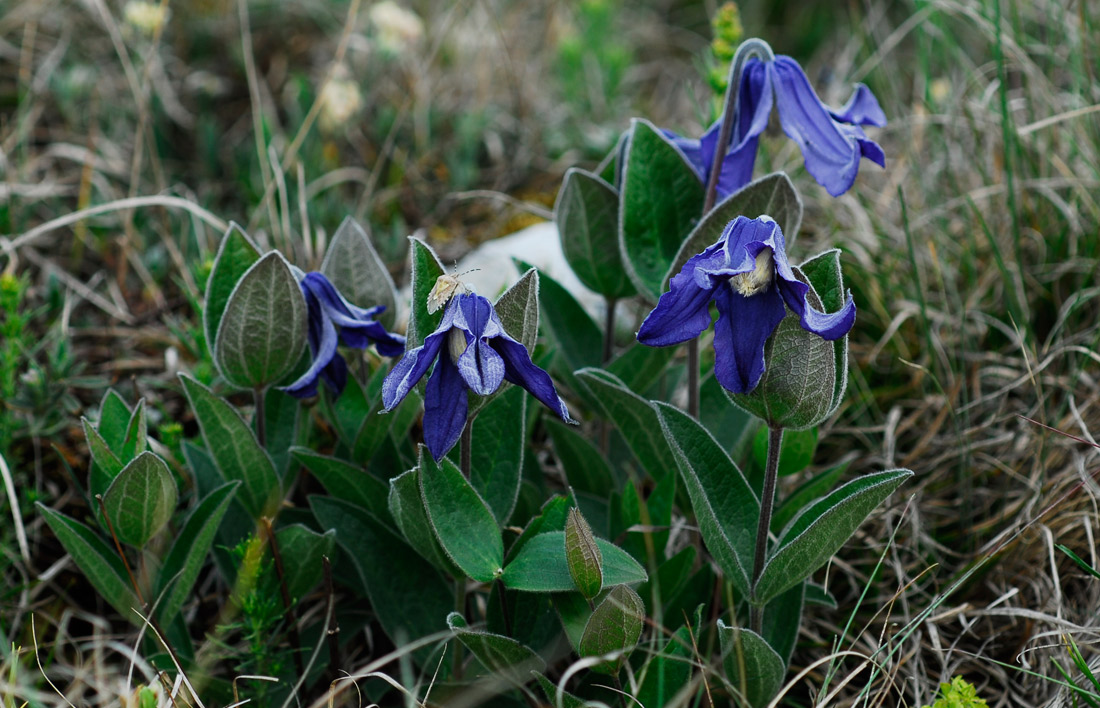Клематис Integrifolia (Интегрифолия)