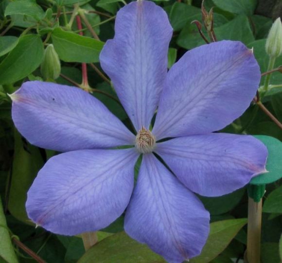 Клематис Mrs Cholmondeley (Миссис Чёлмондели)