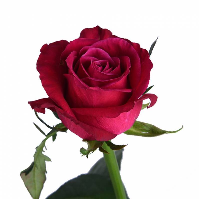 Rosa Tr Admiral (Роза Тр Адмирал) В50