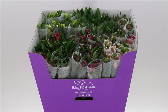Alstromeria MIX (Альстромерия Микс) В60 Galaxy