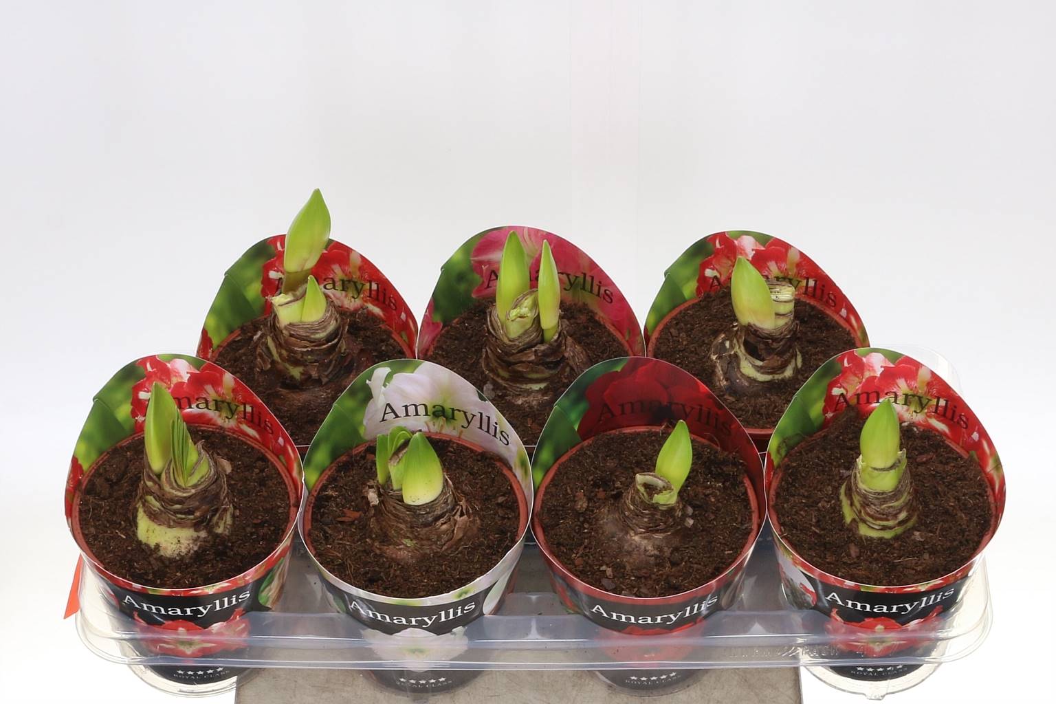 Амариллис Смешанный 4 Srt 2 Сталь ( Amaryllis Mixed 4 Srt 2 Steel ) W 14 см H 25 см