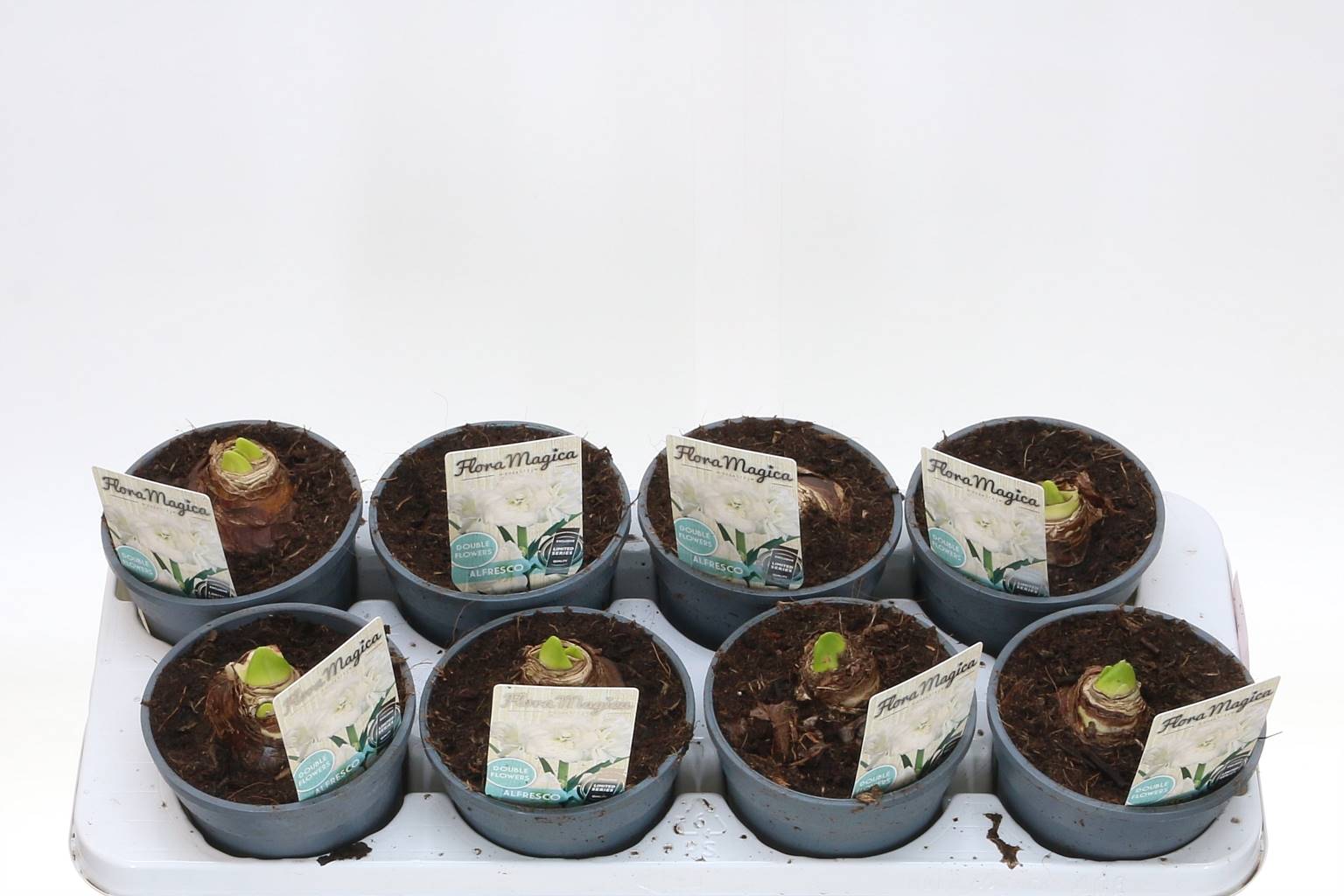 Амариллис Белый 2 Сталь ( Amaryllis White 2 Steel ) W 13 см H 20 см