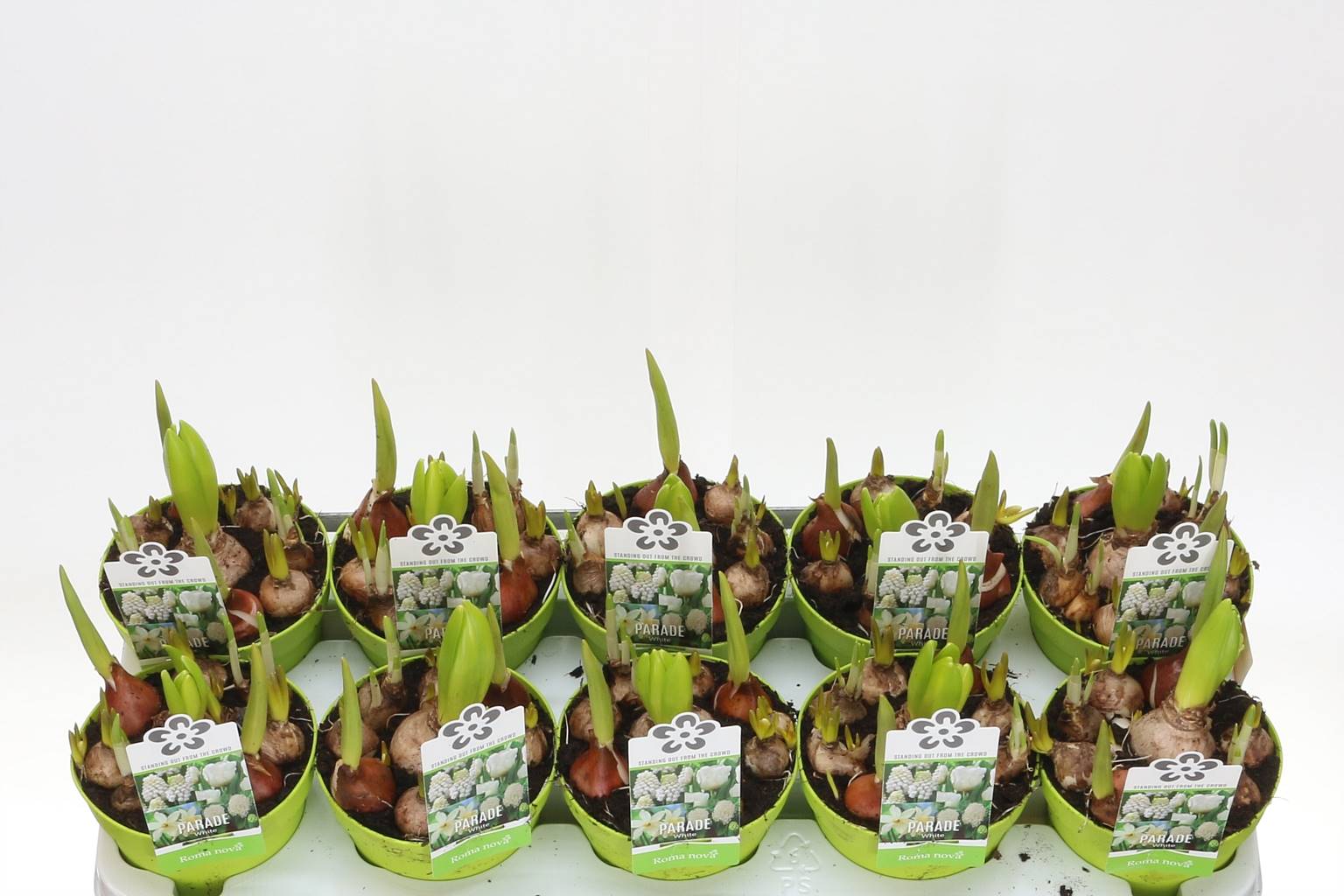 Луковичные Цветы Pw480 Парад Белый ( Bulb Flowers Pw480 Parade White ) W 12 см H 12 см