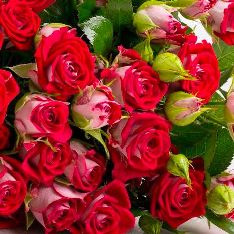 Rosa tr Bee bubbles (Роза куст Би Баблс) В50 Ступино
