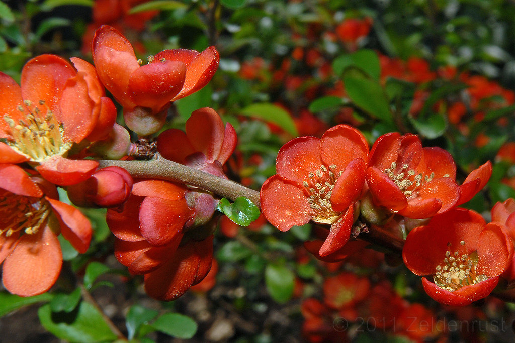 Айва японская Rubra (Рубра)