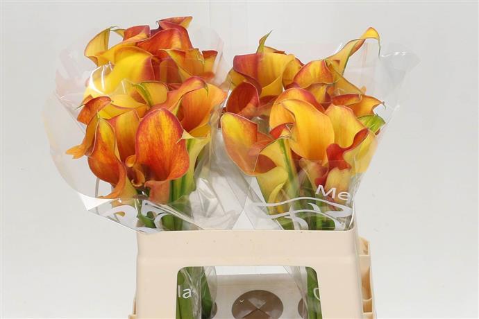 Zantedeschia Capt Trinity (Калла Капт Тринити) В40