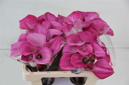 Zantedeschia Fantasia (Калла Фантазия) В40