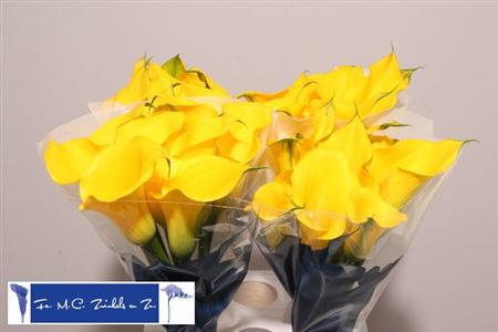 Zantedeschia capt solo (Калла капитан соло) В60
