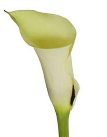 Zantedeschia Creme (Калла Крем) В60