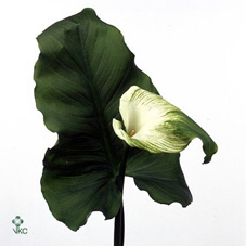 Zantedeschia Green Goddess (Калла Грин Годдес) В90