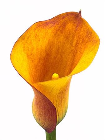 Zantedeschia Orange (Калла Оранж) В50