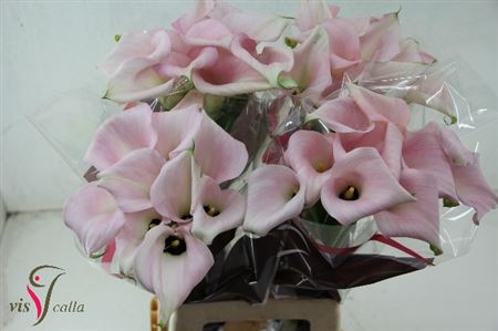 Zantedeschia Capt Melrose (Калла Капитан Мелроуз) В60