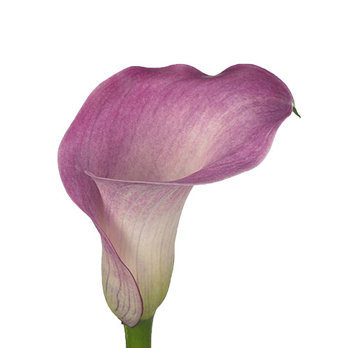 Zantedeschia denver (Калла Денвер) В55