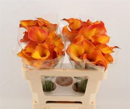 Zantedeschia Capt Safari (Калла Капитан Сафари) В60