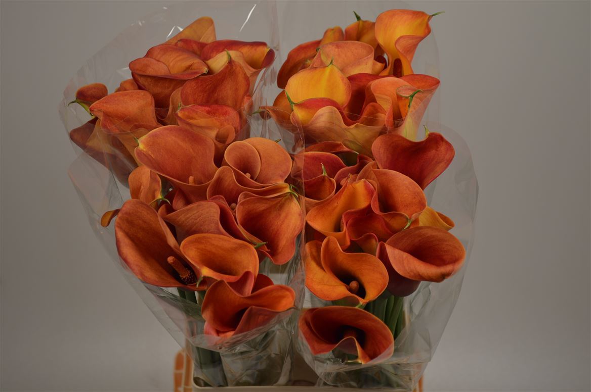 Zantedeschia Mango (Калла Манго) В80