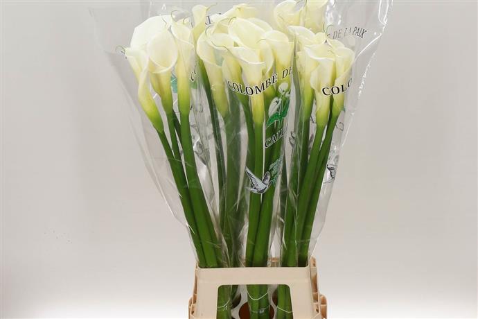 Zantedeschia Colombe (Калла Колумб) В90
