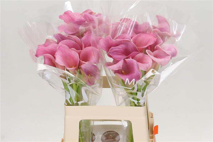 Zantedeschia Pink (Калла Пинк) В60