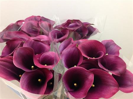 Zantedeschia Capt Promise (Калла Капитан Промис) В80