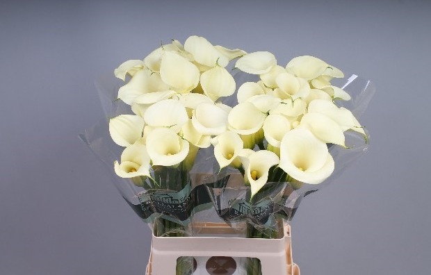 Zantedeschia Snowstar (Калла Сноустар)В65