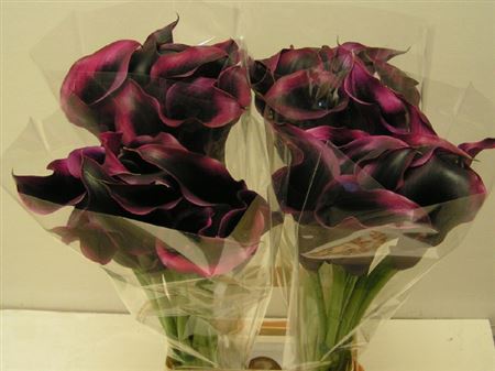 Zantedeschia Rudolph (Калла Рудольф) В40