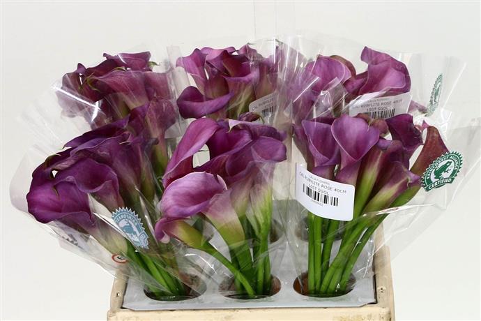 Zantedeschia Rubylite Rose (Калла Рубилайт Роус)В40