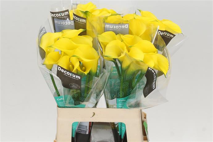 Zantedeschia Yellow (Калла Еллоу) В70