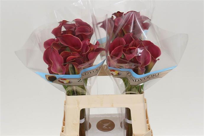 Zantedeschia Red (Калла Ред) В80