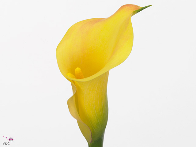 Zantedeschia capt memphis (Калла Капитан Мемфис) В50