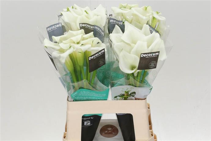 Zantedeschia Crystal Blush (Калла Кристал Блаш) В50
