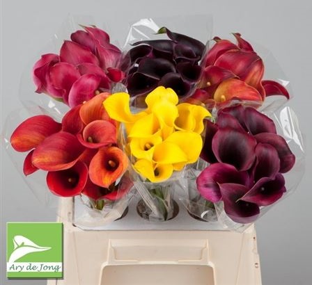Mini Calla MIX (Мини Калла Микс) В40