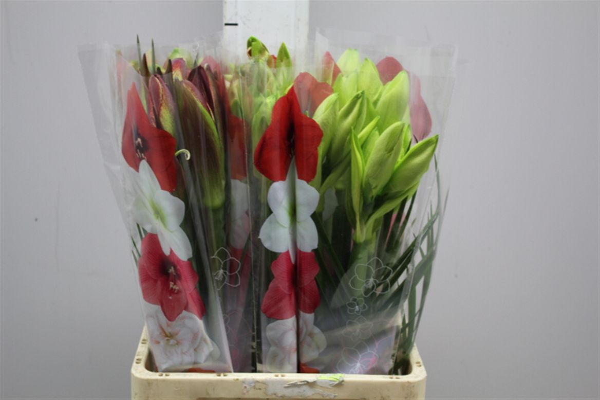 Hippeastrum Bq Mixed (Гиппеаструм БК Микс) В70