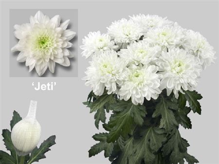 Chrys Gr Jeti (Хриз одн. Йети) В70