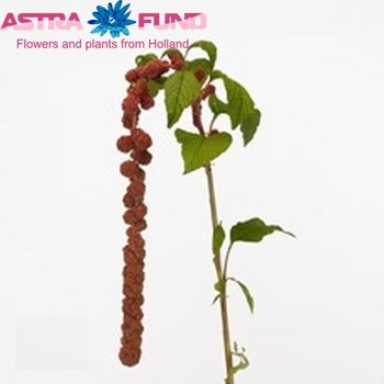 Amaranthus caudatus rosary(Амарантус Каудатус росари)В80