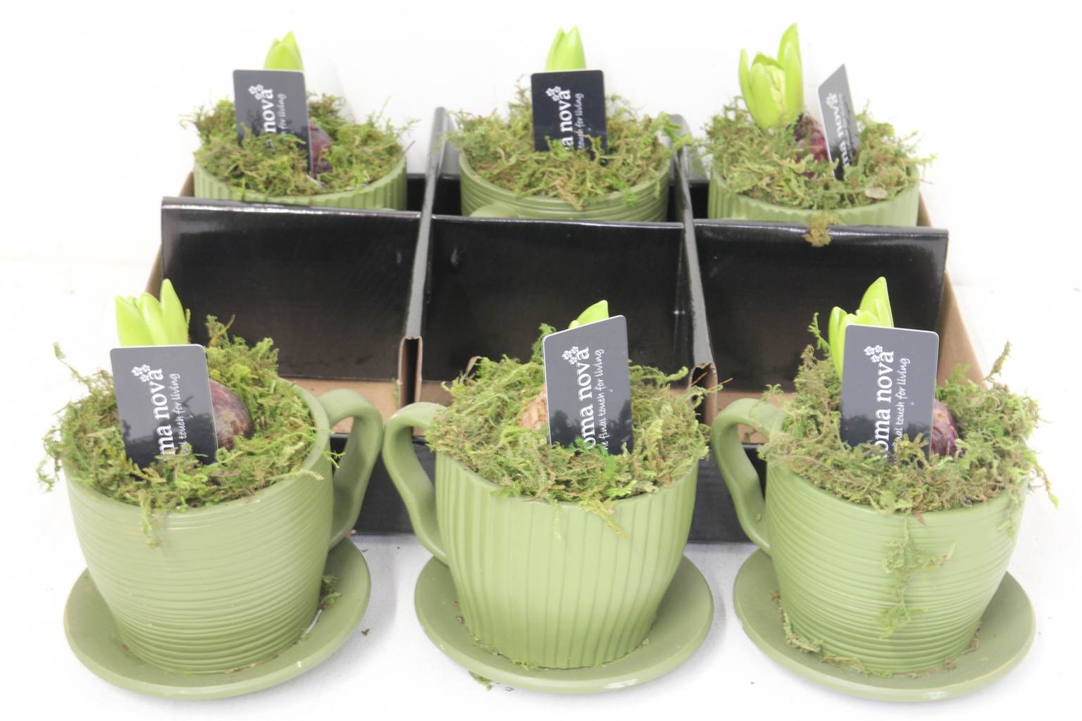 Компо Гиацинт 1138 Деревянные Оливковые Чашки # ( Compo Hyacinth 1138 Timber Olive Cups # ) W 15 см