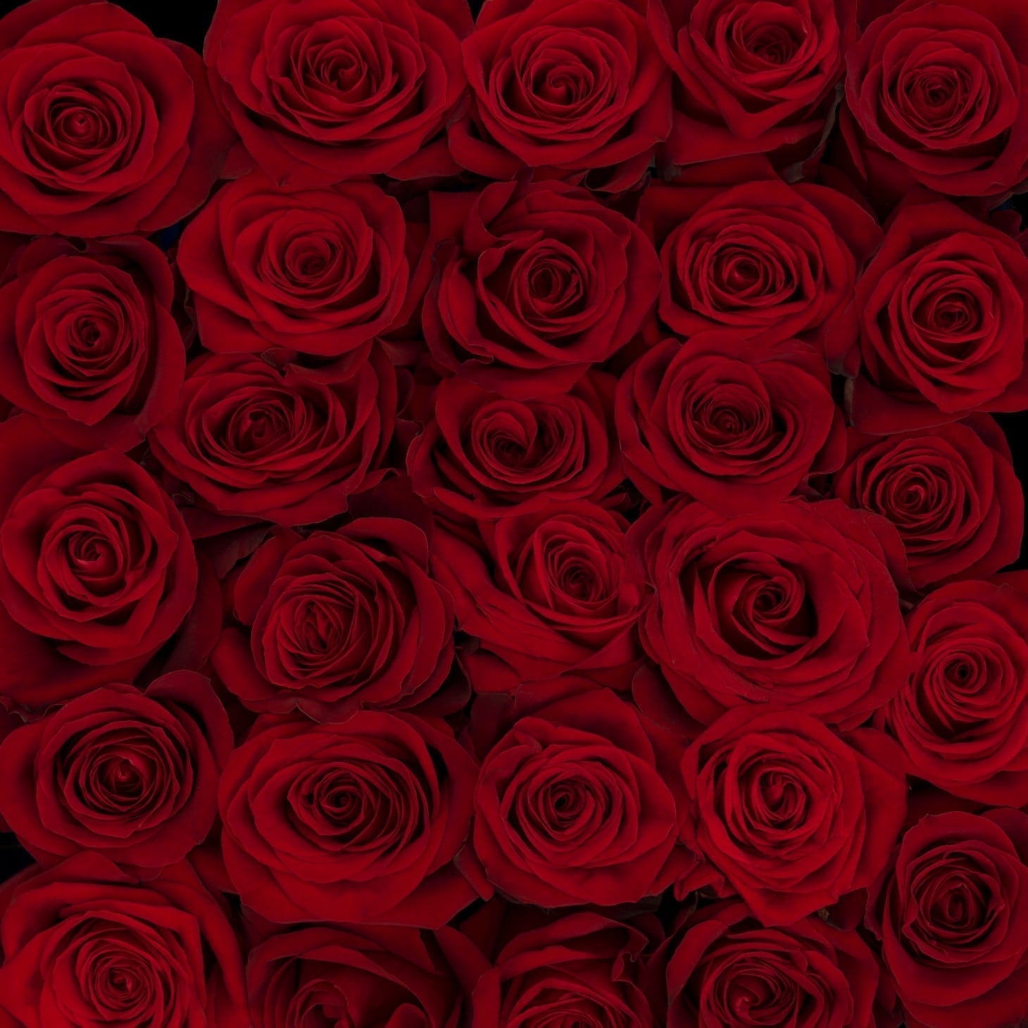 Rosa Freedom(Роза Фридом) (STAR ROSES)В90